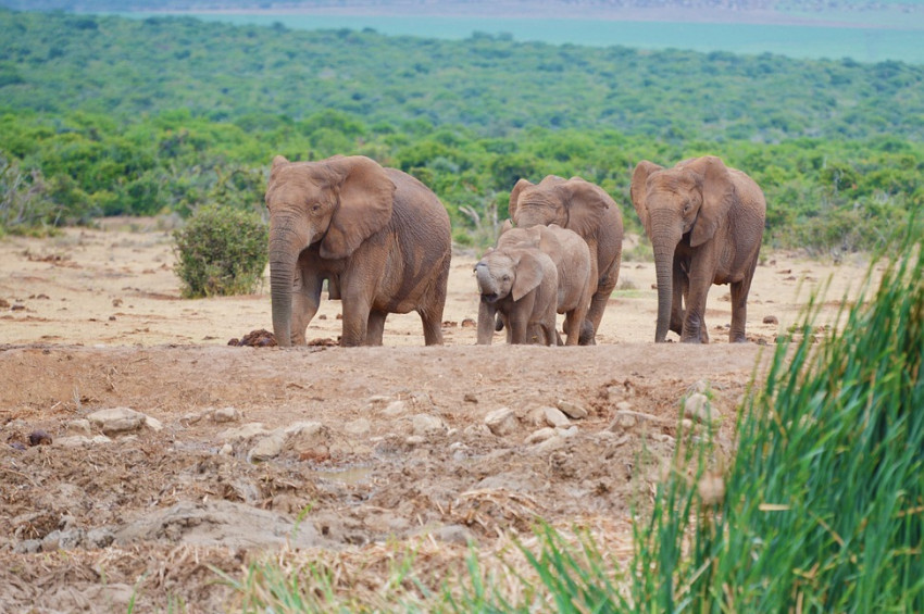 Yolcu treni fillere çarptı: 2 ölü
