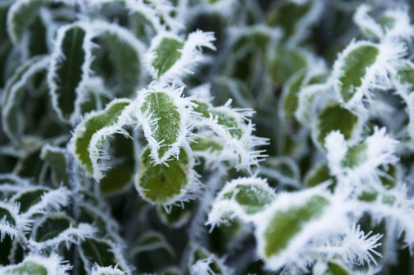 Meteoroloji, zirai don uyarısı yaptı