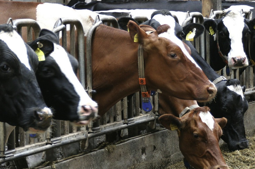 Hayvan yemi gümrük vergileri değişti
