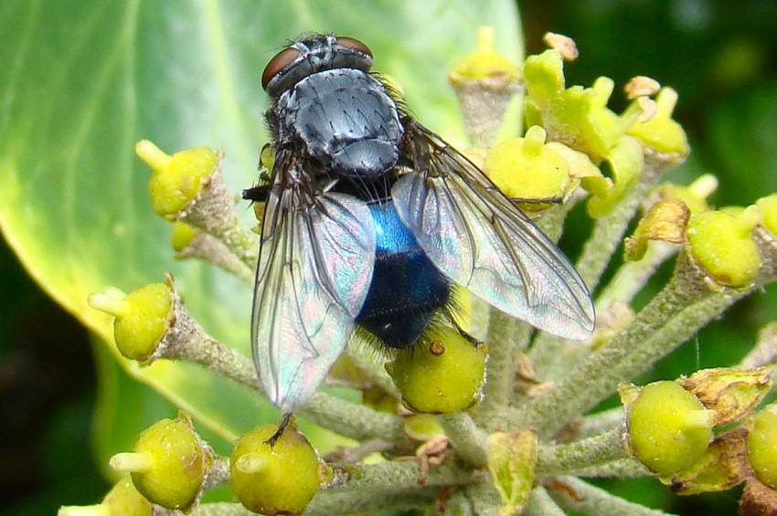 Bir karasinekte kaç tür mikrop var dersiniz?