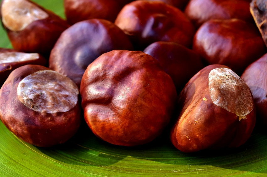 Kestanenin yararları