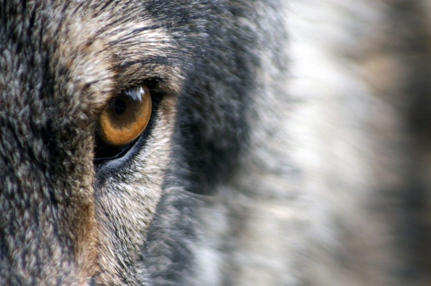 Muşta bir ağıla kurtlar daldı