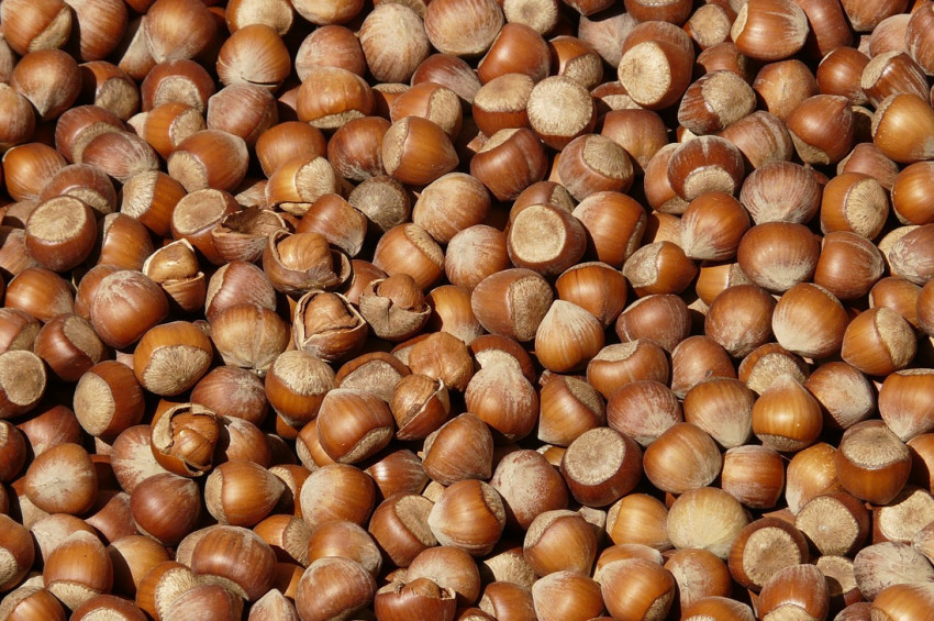 Çiğ fındığın 10 faydası