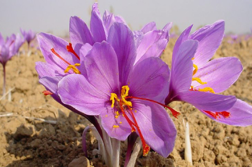 Safran Çukurovada toprakla buluştu