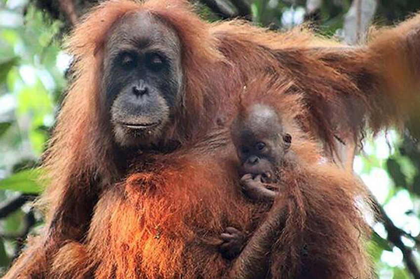 İnsansı maymun türü Tapanuli keşfedildi