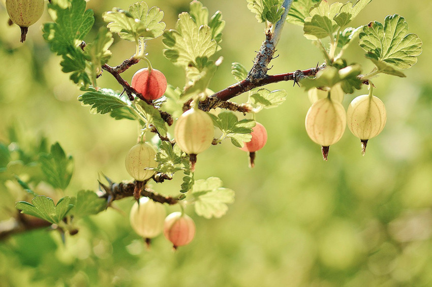 Bektaşi üzümünün sağlığa faydaları