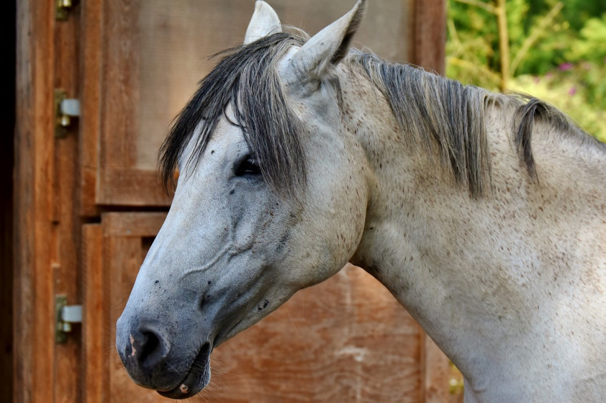 Hipoterapi engelli çocukların umudu oldu