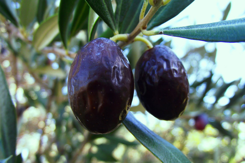 Hurma zeytininin gen haritası diğer zeytinlerden farklı