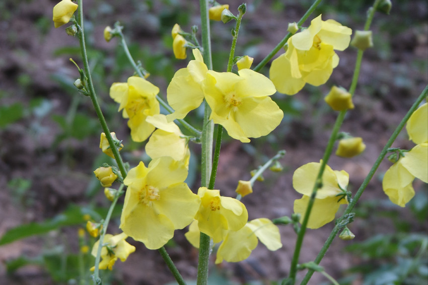İzmirde 5 yeni bitki türü keşfedildi