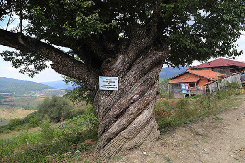 200 yaşındaki burgulu armut