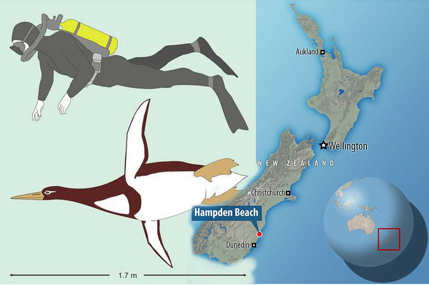 İnsan boyunda dev penguen fosili bulundu