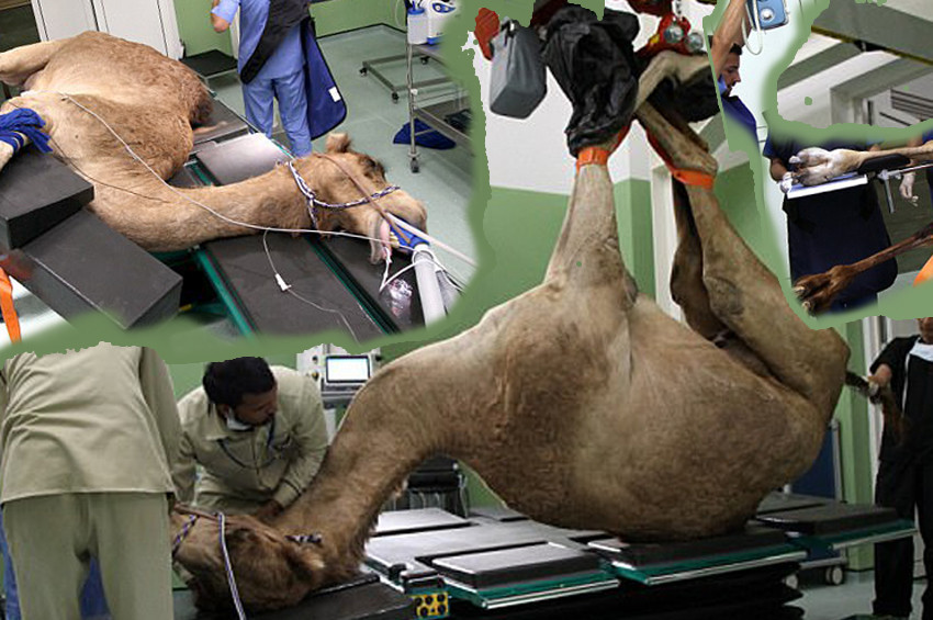 Dubaide modern deve hastanesi açıldı