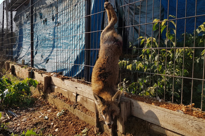 Kuyruğu kesilip, tel örgüye asılan tilki kurtarıldı