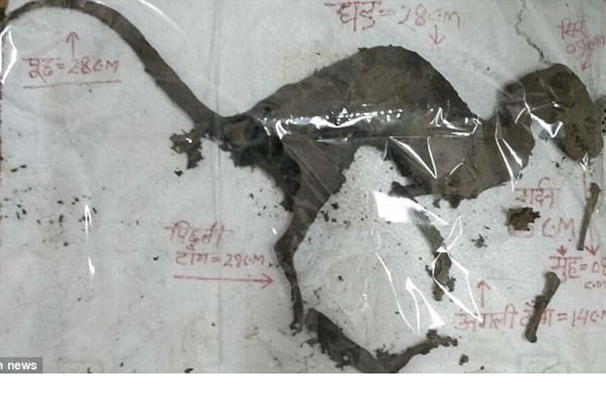 Hindistanda dinozora benzeyen yaratık cesedi bulundu