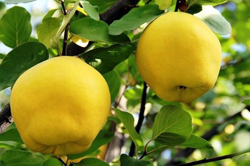 Türkiye ayva cenneti ama Hollanda satışta lider