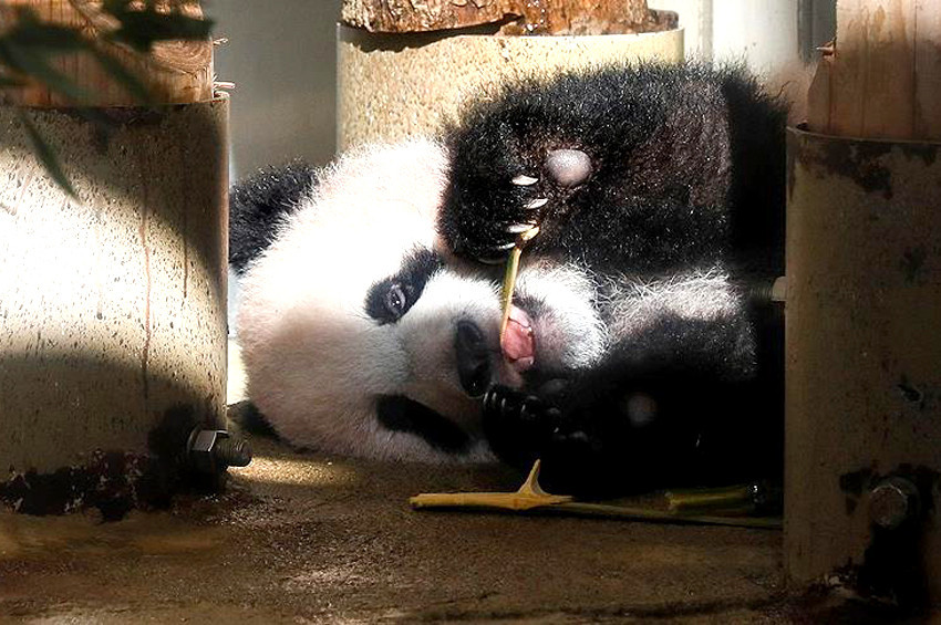 Panda yavrusu Şiang Şiang yüzünü gösterdi