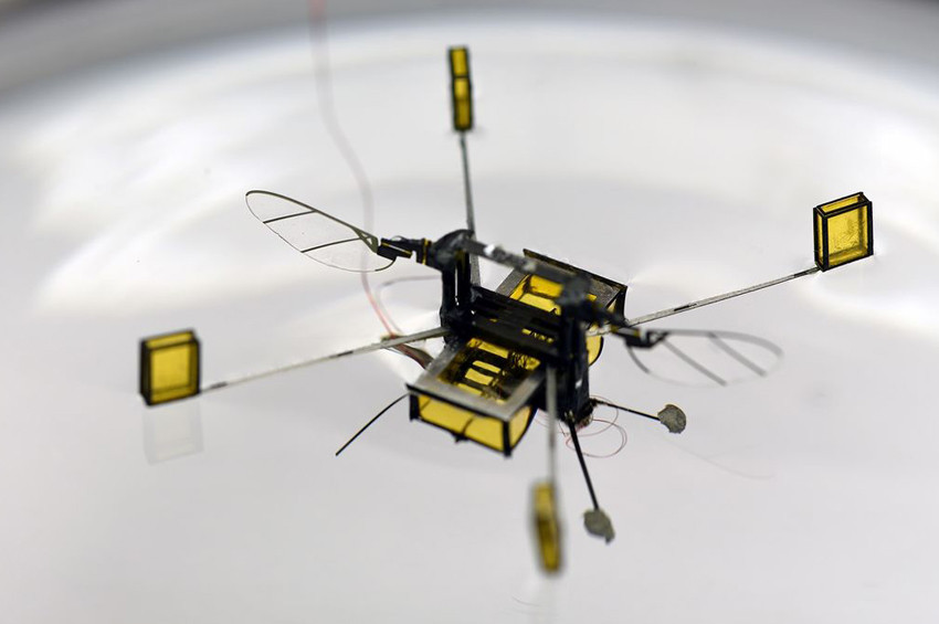 Robot Arılar için yapay zeka gelişirildi