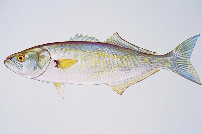 Lüferde bolluk bekleniyor