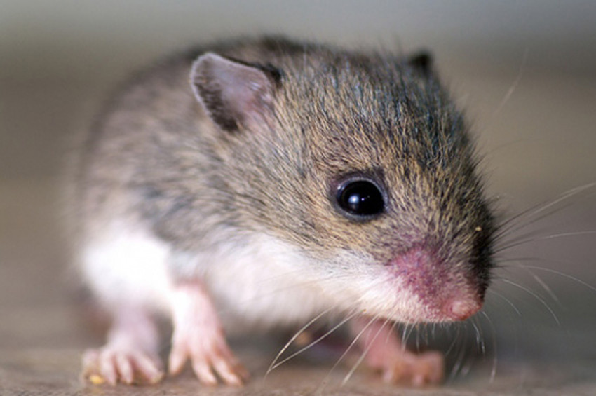 Fransada bakanlıkları fareler bastı