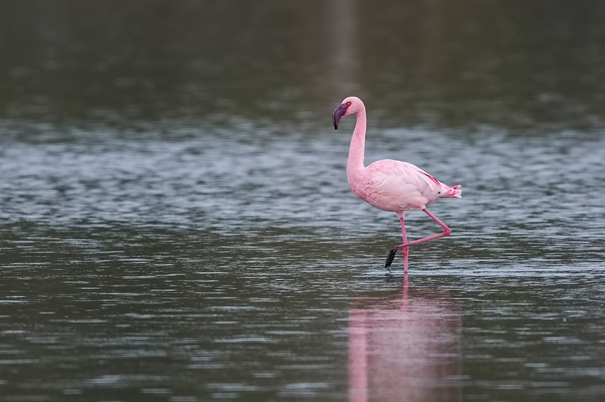 Nesli azalan  küçük flamingo İzmirde görüldü