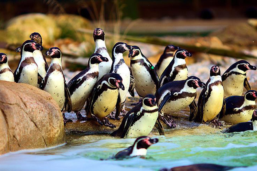 Penguenler 14 bin 600 yıldır yeryüzünde