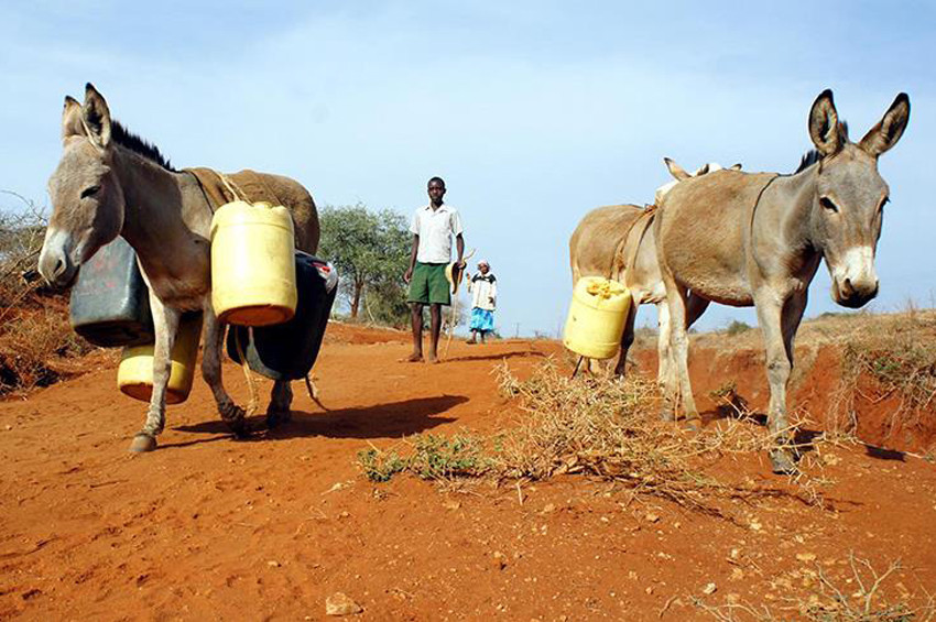 Çin Nijeryada eşekleri kıymete bindirdi