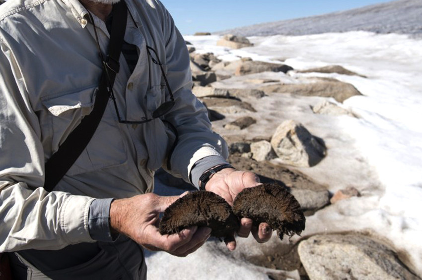 Dünyanın en eski yosun fosili 1 milyar yaşında çıktı