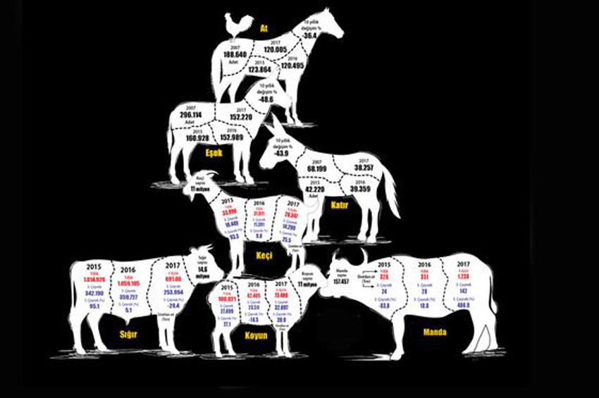 At izi, et izine karıştı! At, eşek sayısında şüpheli azalma!