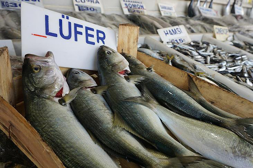 Lüfer, 5 kilo kıyma fiyatına satılıyor