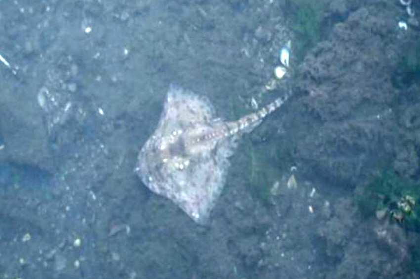 Maltepede deniz canlıları kıyıya vurdu...