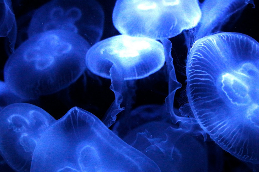 Denizanaları, dünyanın en güçlü canlıları arasında