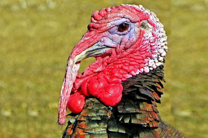 Hindi eti sadece yılbaşında yenilmemeli