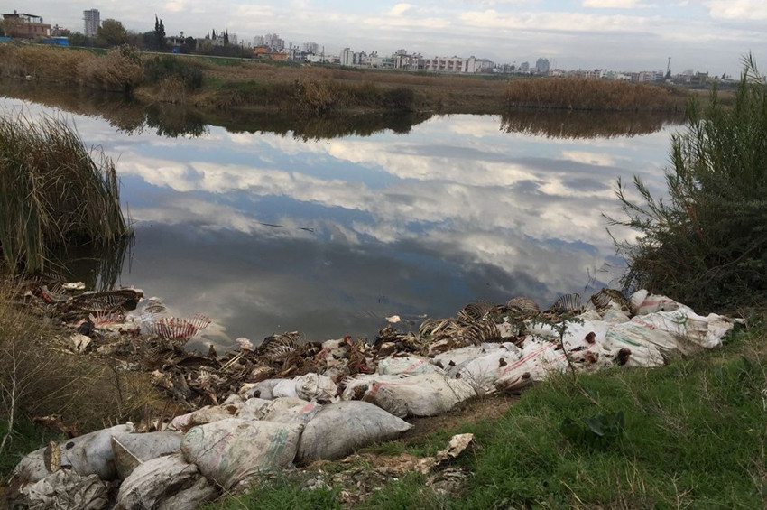 Adanada bulunan at ve eşek kemikleri şaşırttı