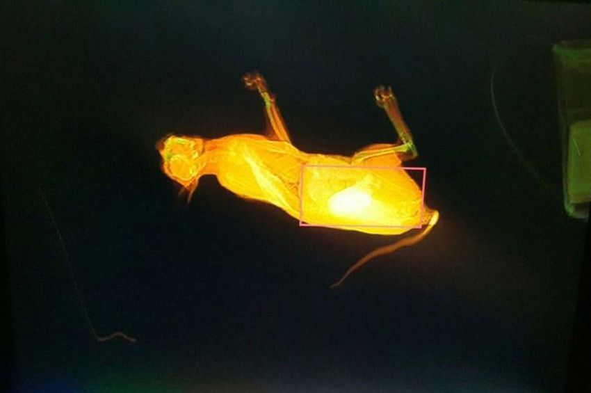 X-ray cihazında oyun oynayan kedi