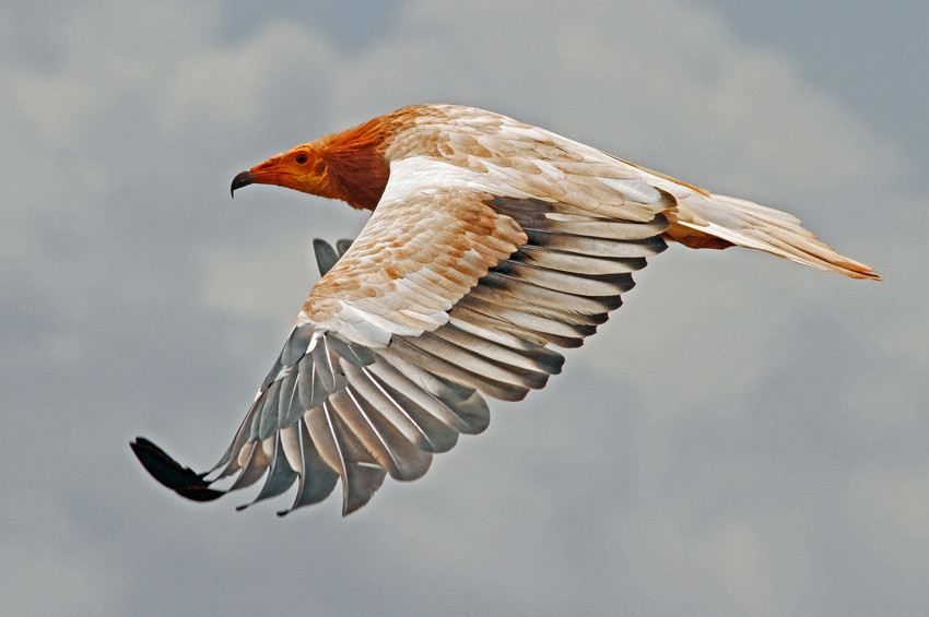 Küçük Akbabalar için büyük ittifak