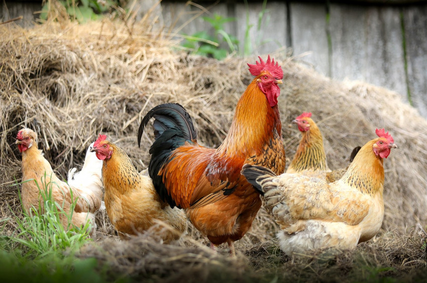 Köy yumurtası hilesine kafessiz kümes önlemi