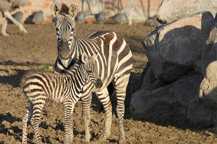 İzmir Doğal Yaşam Parkında 3. bebek zebra sevinci
