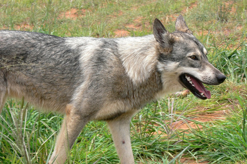 Ardahanda 3 köy kuduzdan karantinaya alındı