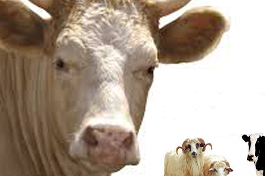 Kurbanlık alırken dikkat edilmesi gerekenler