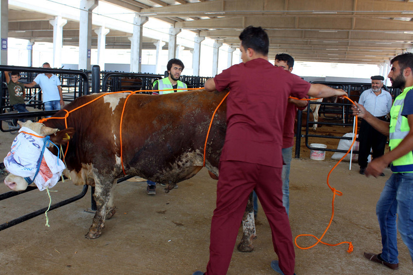 Rueff tekniği ile kazasız kurban kesimi