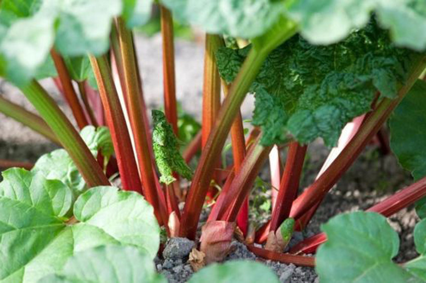 Yaralı bazı yiyecekler de sizi zehirleyebilir