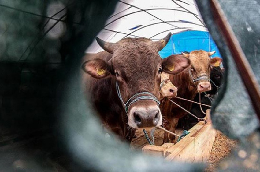 Kurbanlık alacaklara resmi uyarılar