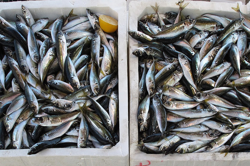 Balık fiyatları yarı yarıya ucuzlayacak