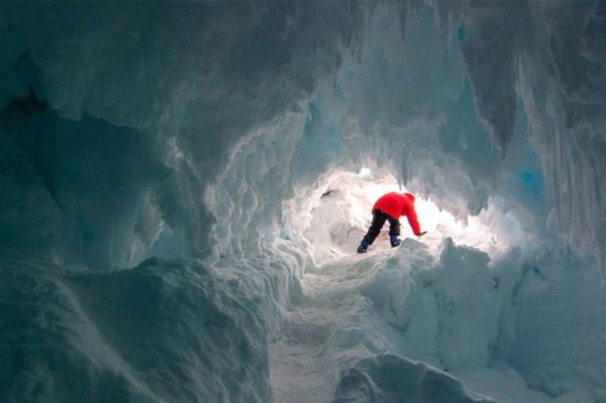 Antarktikada farklı canlı türleri bulunabilir