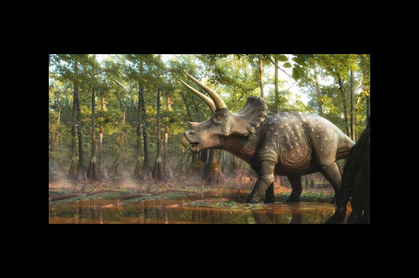 ABDde üç boynuzlu dinozor fosili bulundu