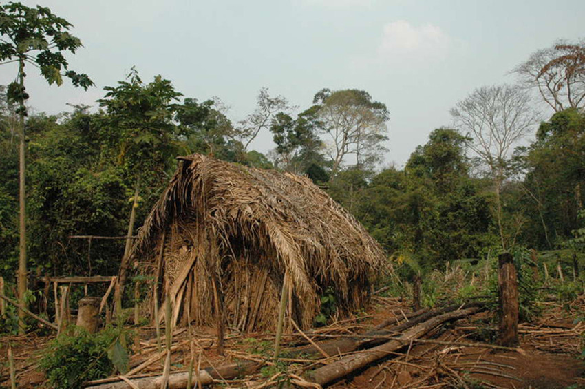 Amazonlardaki yerli katliamı için soruşturma açıldı