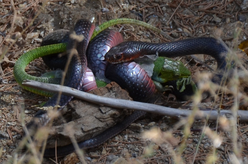 Kara yılan, kertenkeleyi avlarken görüntülendi