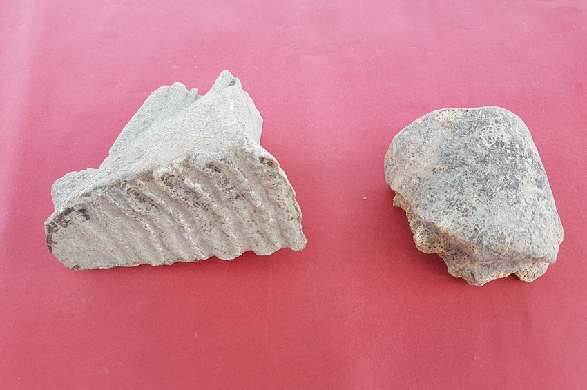 Adanada fil kalıntıları bulundu