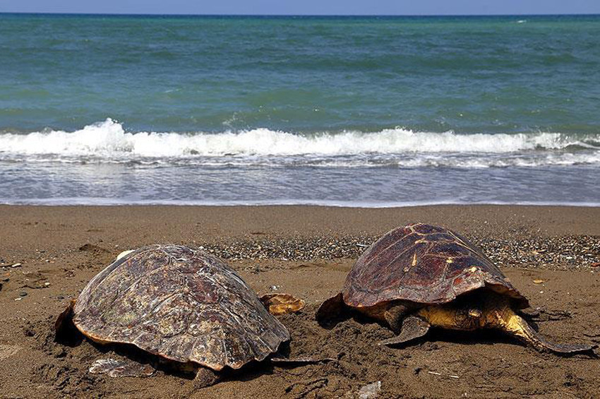 Deniz kaplumbağaları neden ısırır?
