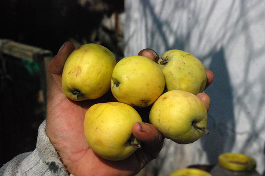 Yenilemeyen deli elmalar sirke oluyor